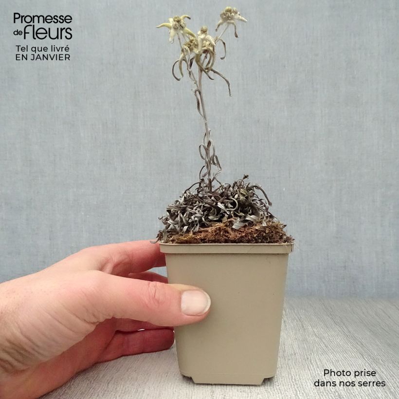 Exemplar von Alpen-Edelweiß Mont Blanc - Leontopodium alpinum Kleine Töpfe von 8/9 cm wie im Winter geliefert