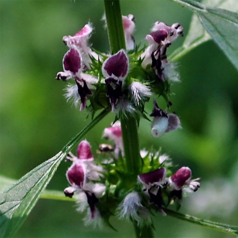 Leonurus cardiaca - Echter Löwenschwanz (Flowering)