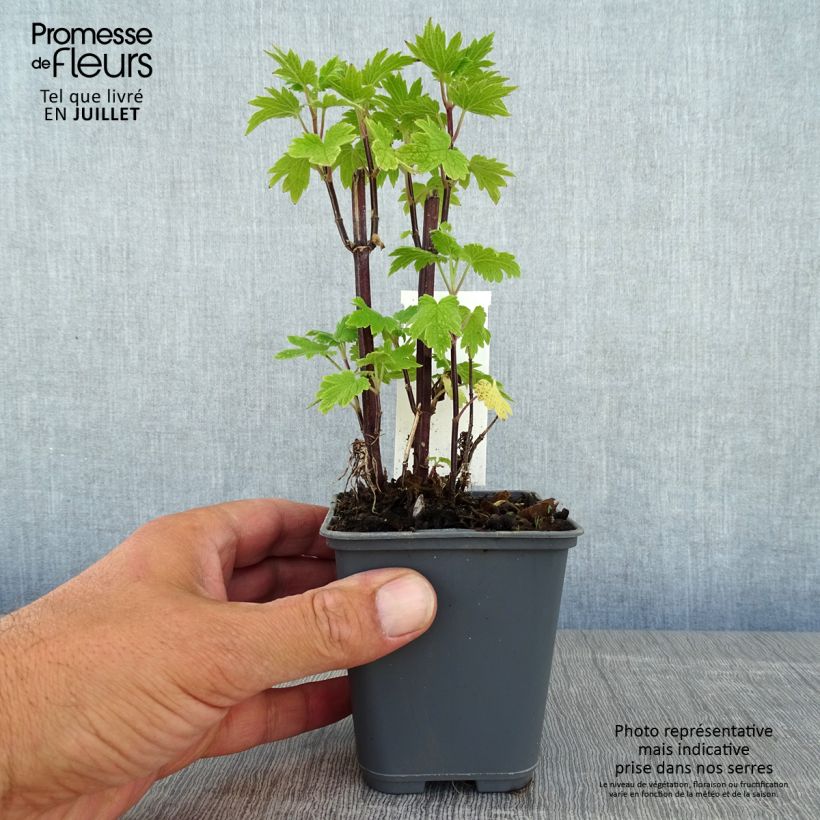 Exemplar von Leonurus cardiaca - Echter Löwenschwanz Kleine Töpfe von 8/9 cm wie im Sommer geliefert