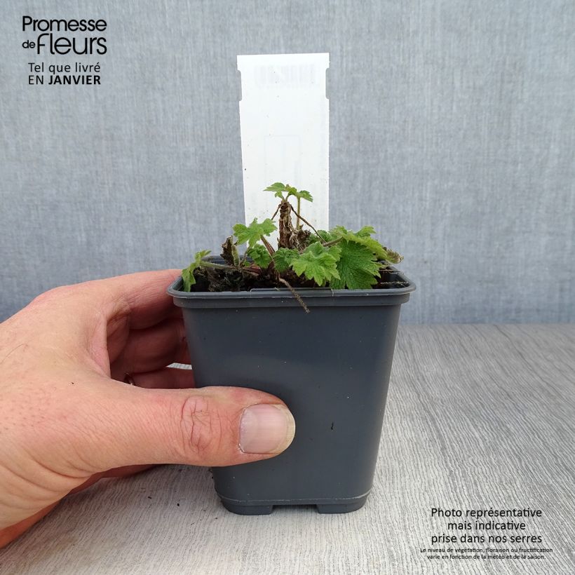 Exemplar von Leonurus cardiaca - Echter Löwenschwanz Kleine Töpfe von 8/9 cm wie im Winter geliefert