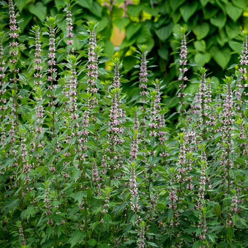 Leonurus cardiaca - Echter Löwenschwanz (Plant habit)