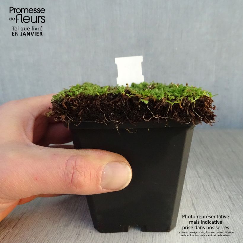 Exemplar von Leptinella dioica Minima - Fiederpolster Kleine Töpfe von 8/9 cm wie im Winter geliefert