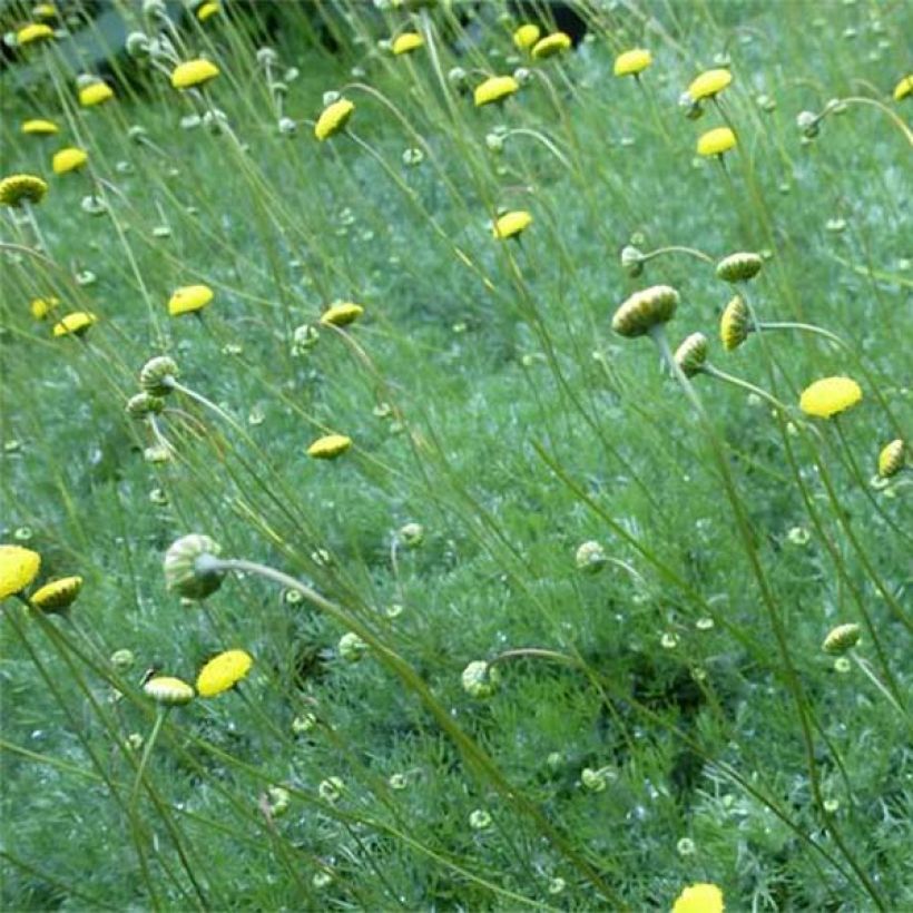 Cotula hispida - Laugenblume (Flowering)