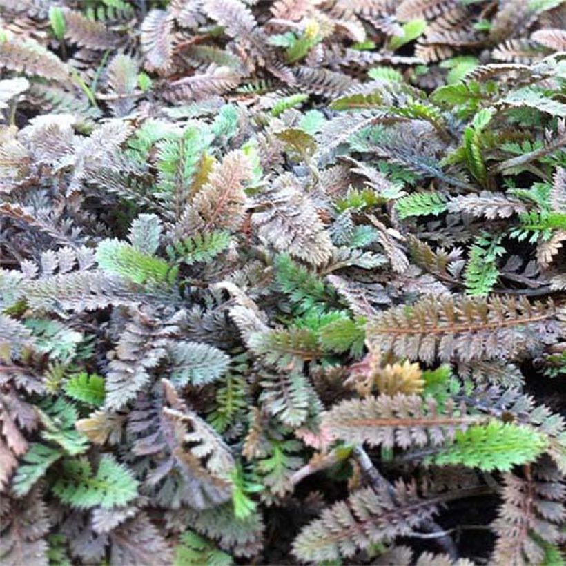 Leptinella potentillina - Fingerkraut Fiederteppich (Foliage)