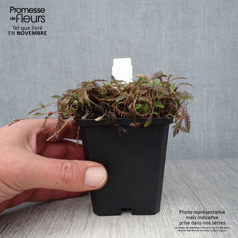 Example of Leptinella potentillina - Fingerkraut Fiederteppich Kleine Töpfe von 8/9 cm as you get in automne