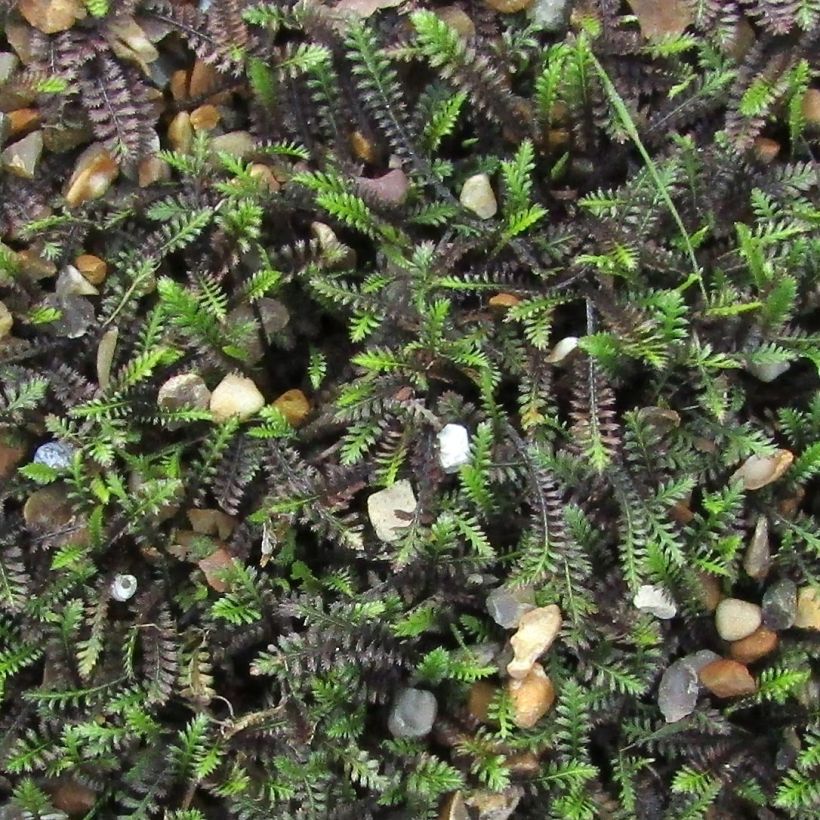 Leptinella squalida - Fiederpolster (Foliage)