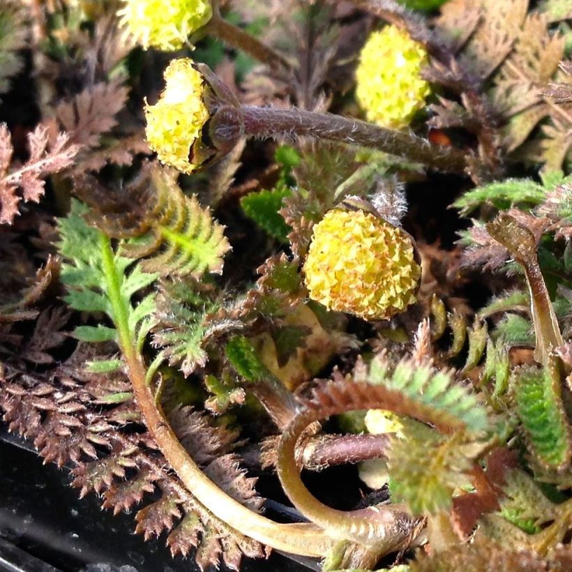 Leptinella squalida - Fiederpolster (Flowering)