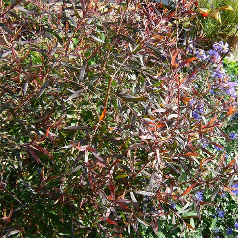 Leptospermum macrocarpum Copper Sheen - Steinsame (Foliage)