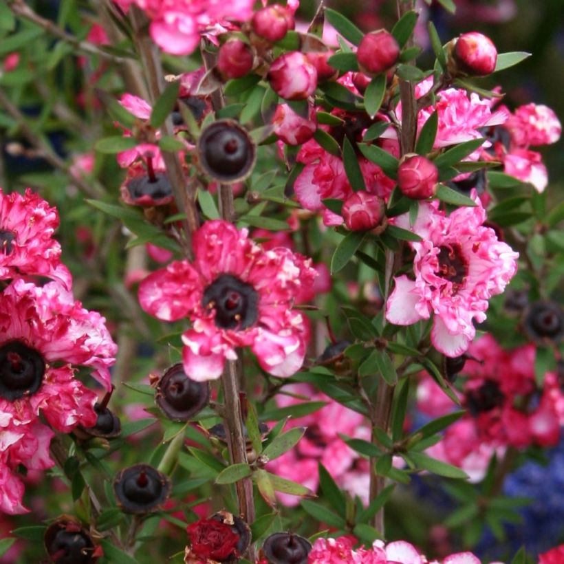 Leptospermum scoparium Coral candy - Steinsame (Foliage)