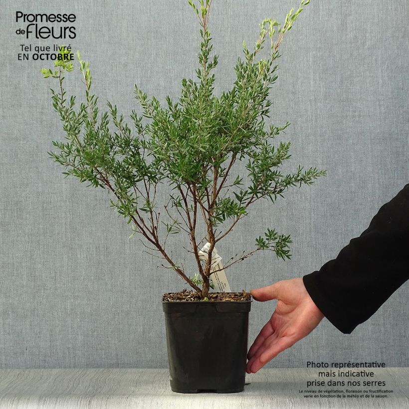 Example of Leptospermum Karo Pearl Star - Steinsame Topf mit 2L/3L as you get in automne