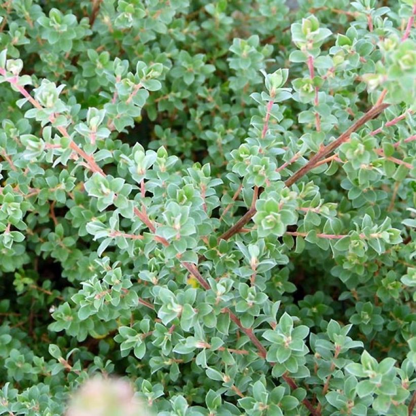 Leptospermum lanigerum Karo Silver Ice - Steinsame (Foliage)