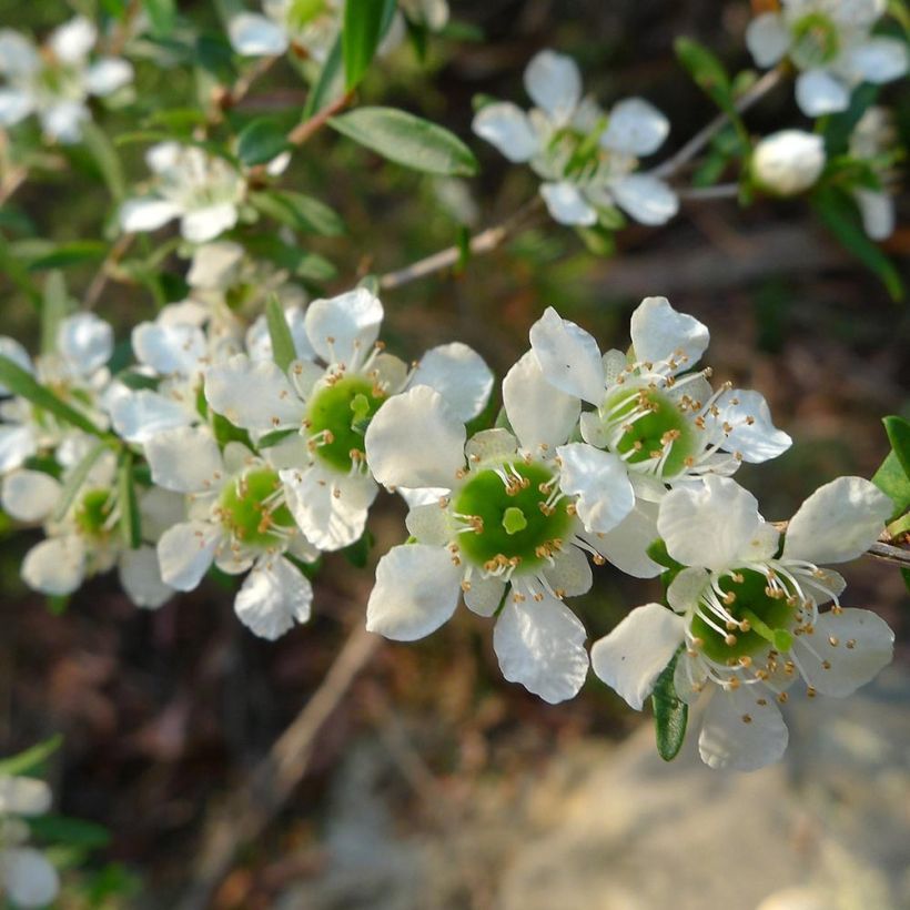 Leptospermum lanigerum Karo Silver Ice - Steinsame (Flowering)