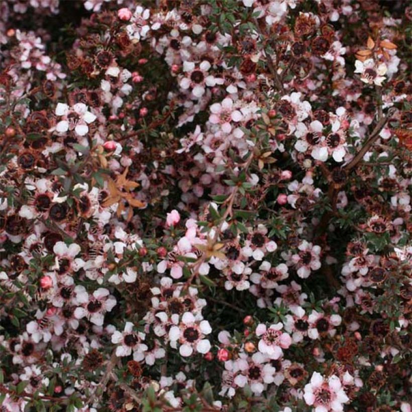 Leptospermum scoparium Nanum Tui - Steinsame (Flowering)