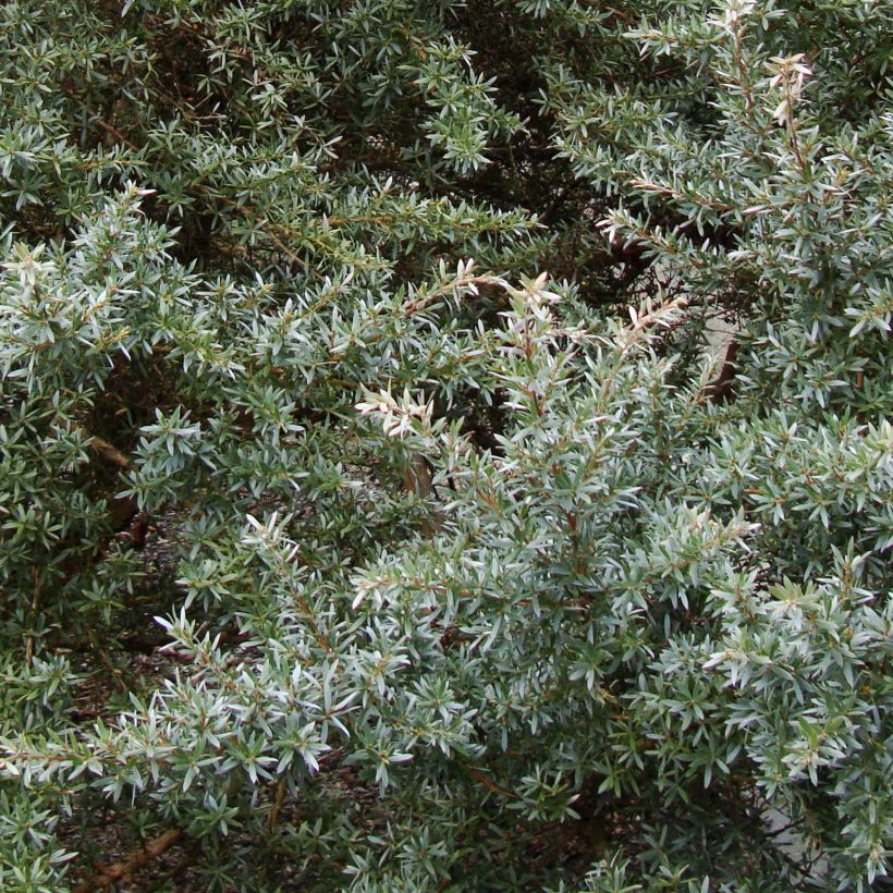 Leptospermum lanigerum Silver Sheen - Steinsame (Foliage)