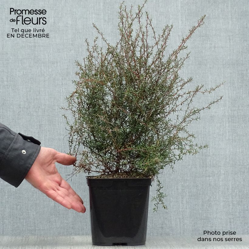 Exemplar von Leptospermum scoparium Wiri Kerry - Steinsame Topf mit 2L/3L wie im Winter geliefert