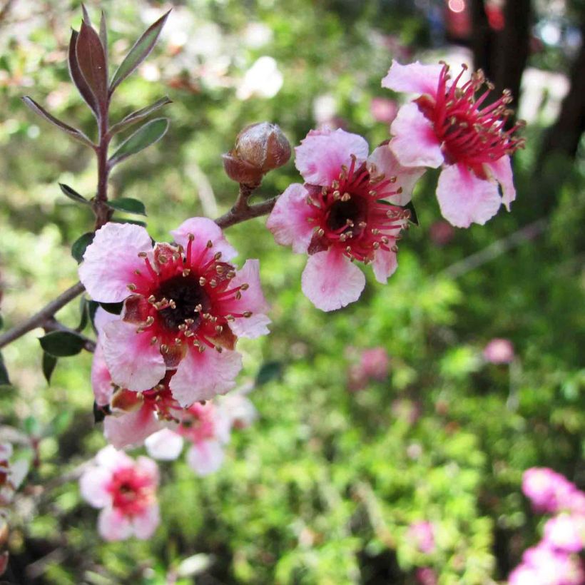 Leptospermum lanigerum Mesmer Eyes - Steinsame (Flowering)