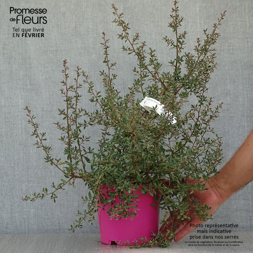 Example of Leptospermum lanigerum Mesmer Eyes - Steinsame Topf mit 2L/3L as you get in automne