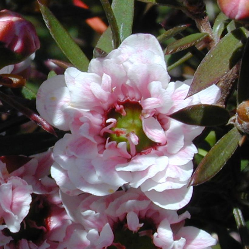 Leptospermum scoparium Apple blossom - Steinsame (Flowering)