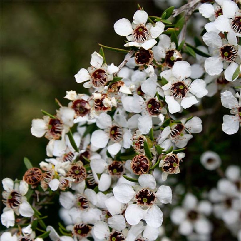 Leptospermum scoparium Blanc - Steinsame (Flowering)