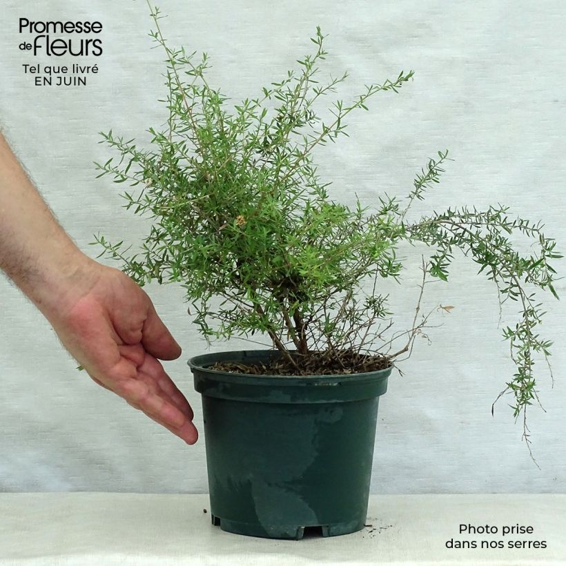 Example of Leptospermum scoparium Blanc - Steinsame Topf mit 2L/3L as you get in ete