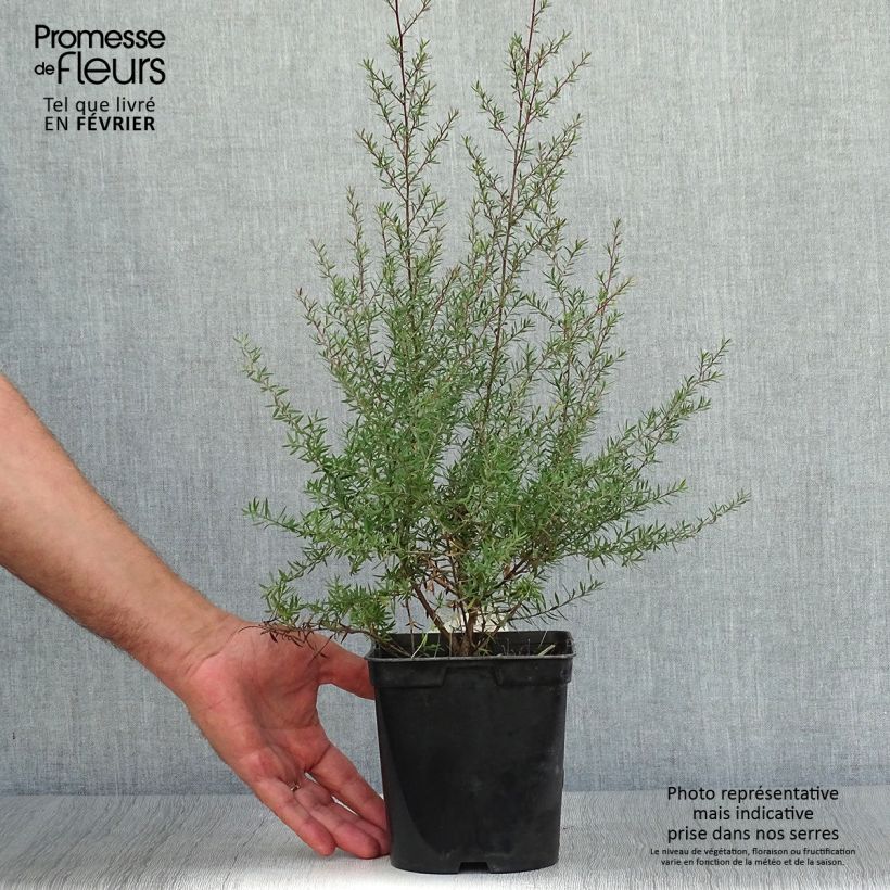 Example of Leptospermum scoparium Crimson Glory - Steinsame Topf mit 3L/4L as you get in automne