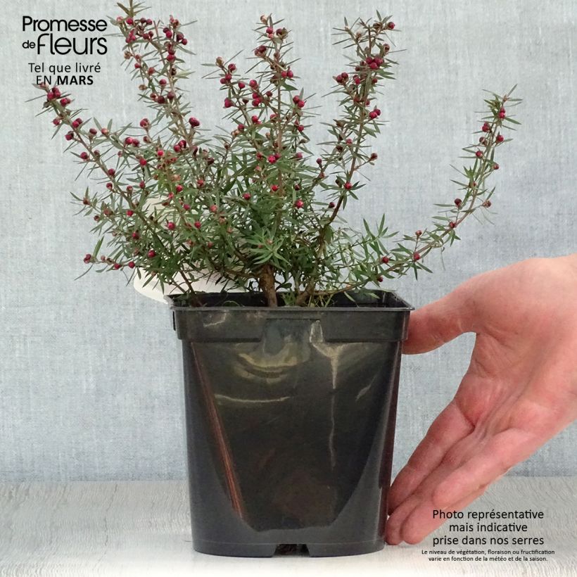 Exemplar von Leptospermum scoparium Crimson Glory - Steinsame Topf mit 3L/4L wie im Frühjahr geliefert