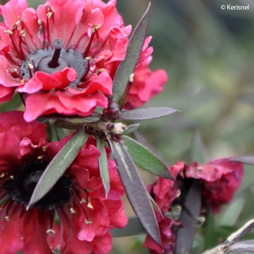 Leptospermum scoparium Crimson Glory - Steinsame (Foliage)