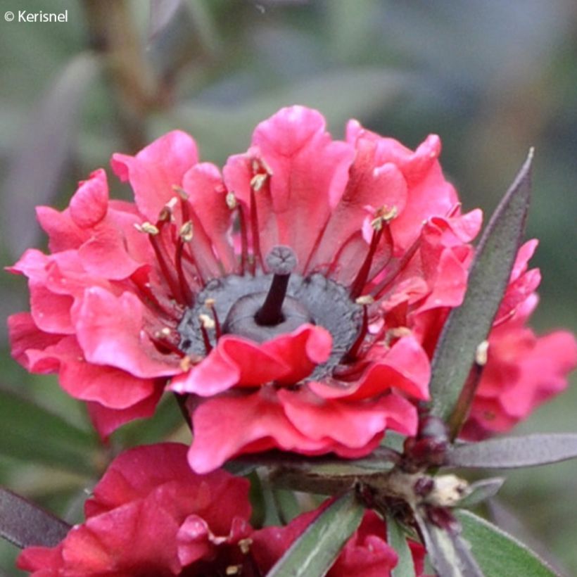Leptospermum scoparium Crimson Glory - Steinsame (Flowering)