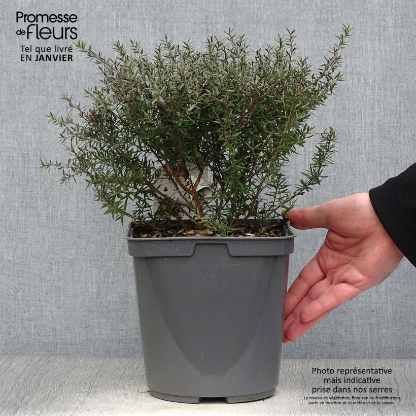 Exemplar von Leptospermum scoparium Crimson Glory - Steinsame Topf mit 3L/4L wie im Winter geliefert