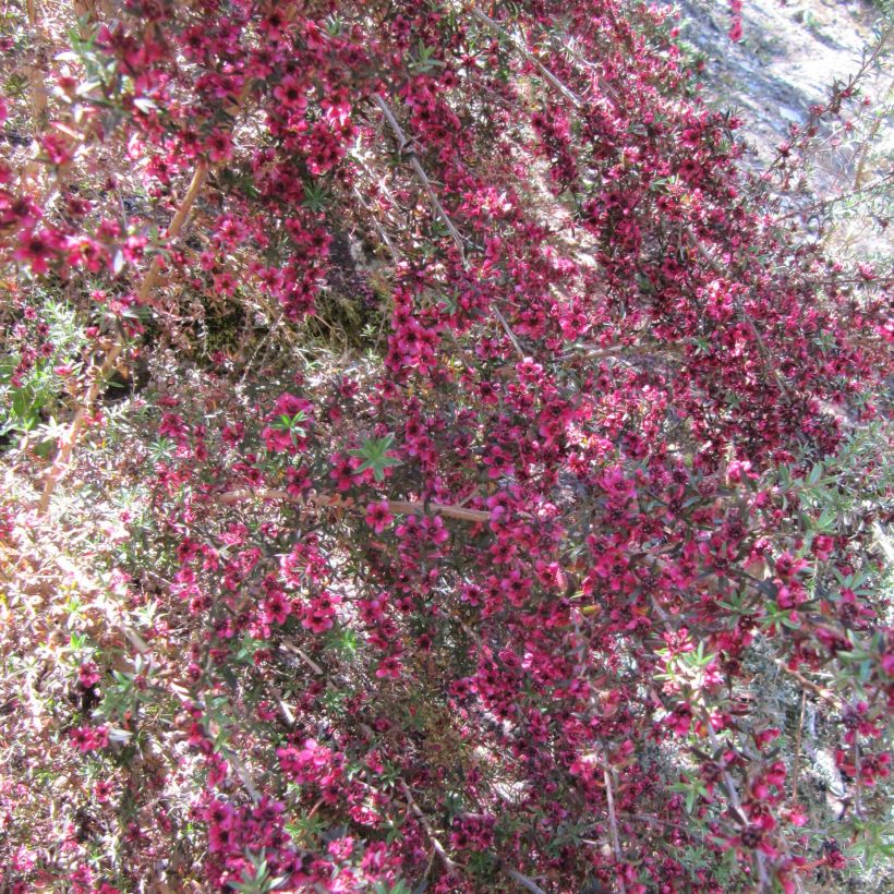 Leptospermum scoparium Jubilee - Steinsame (Flowering)