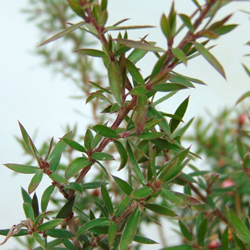 Leptospermum scoparium Jubilee - Steinsame (Foliage)