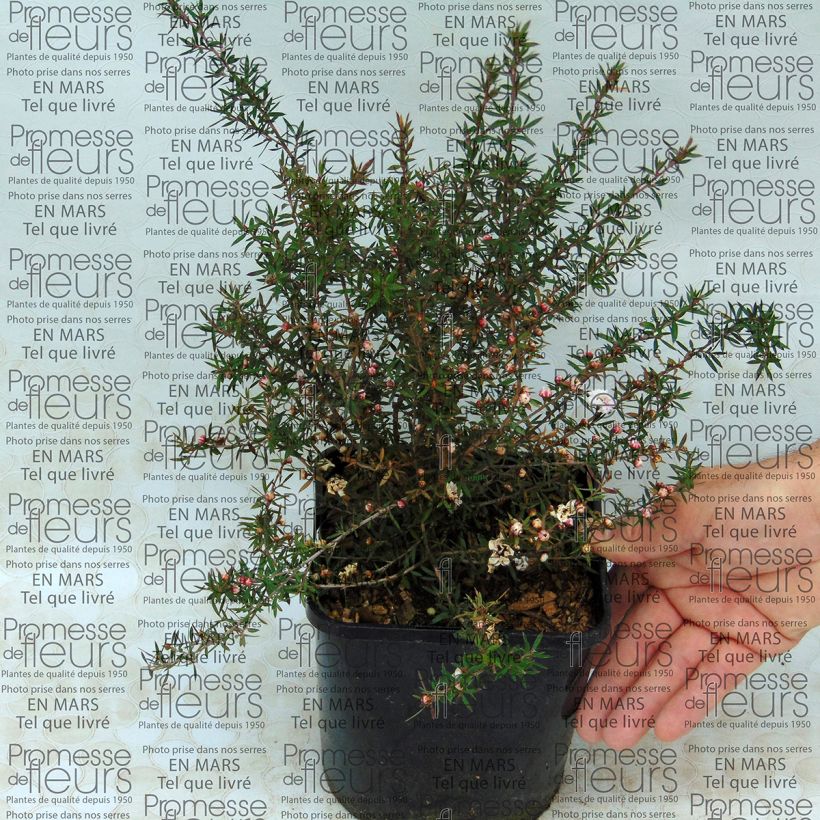Example of Leptospermum scoparium Jubilee - Steinsame Topf mit 2L/3L as you get