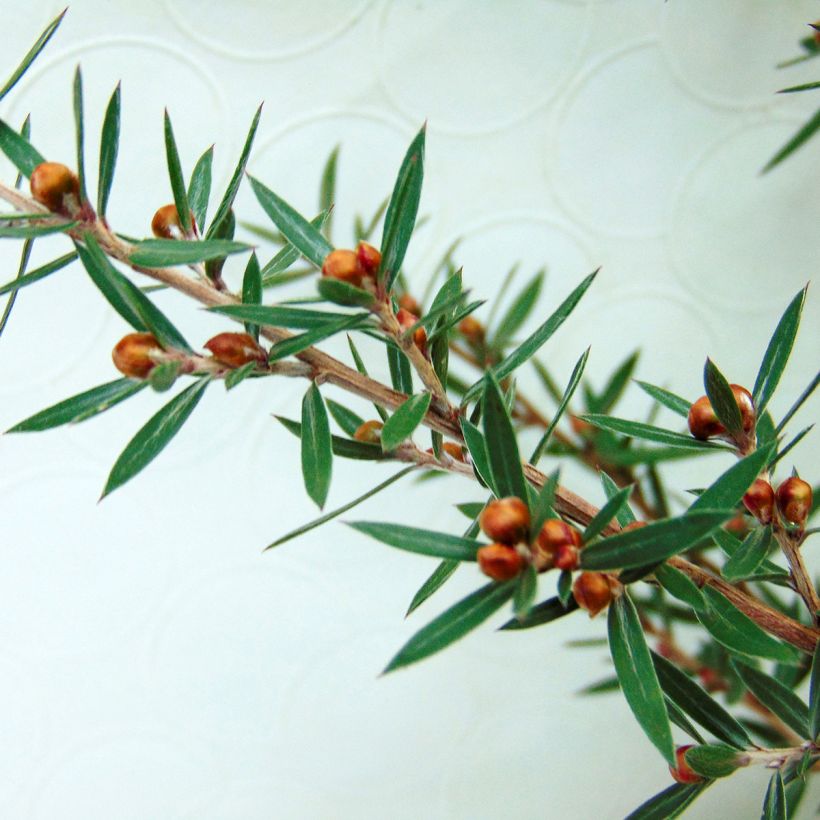 Leptospermum scoparium Martini - Steinsame (Foliage)