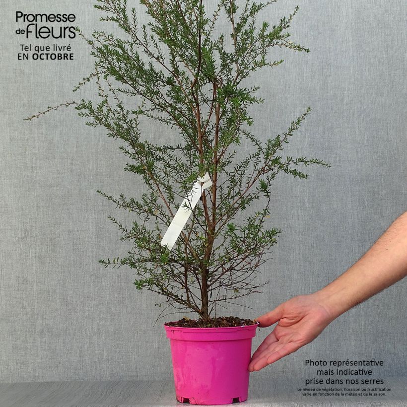Example of Leptospermum scoparium Martini - Steinsame Topf mit 2L/3L as you get in automne