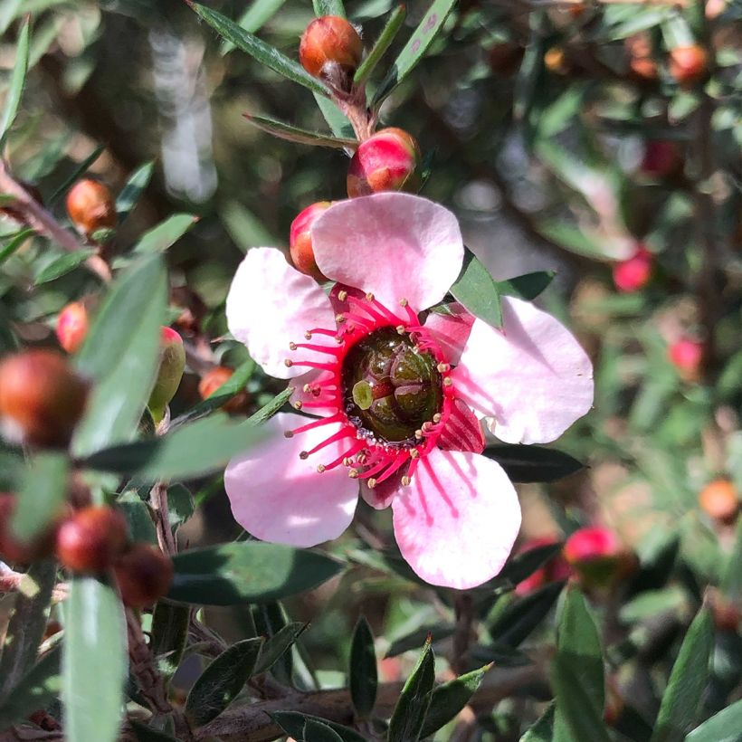 Leptospermum scoparium Martini - Steinsame (Flowering)