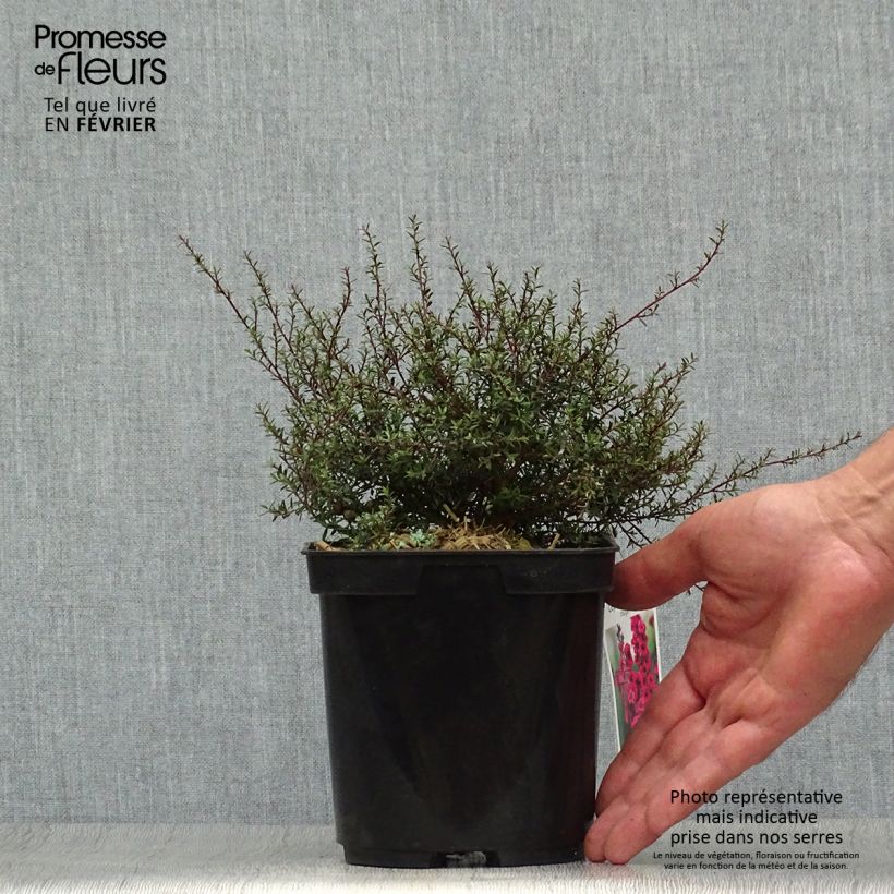 Example of Leptospermum scoparium Nanum Kiwi - Steinsame Topf mit 2L/3L as you get in automne