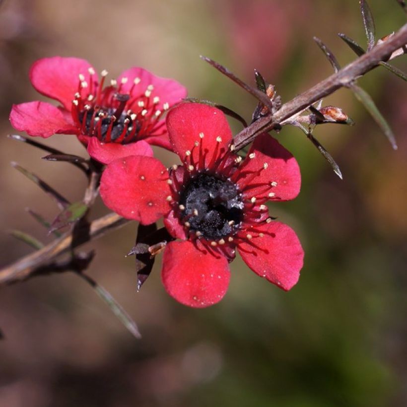 Leptospermum scoparium Nanum Kiwi - Steinsame (Flowering)