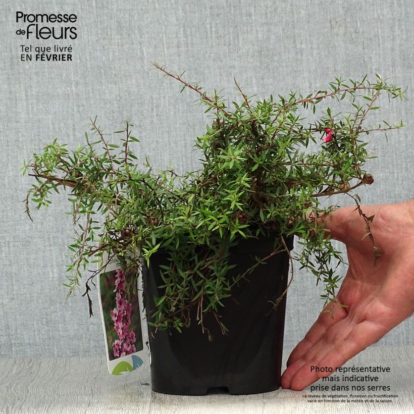 Example of Leptospermum scoparium Red Falls - Steinsame Topf mit 2L/3L as you get in automne