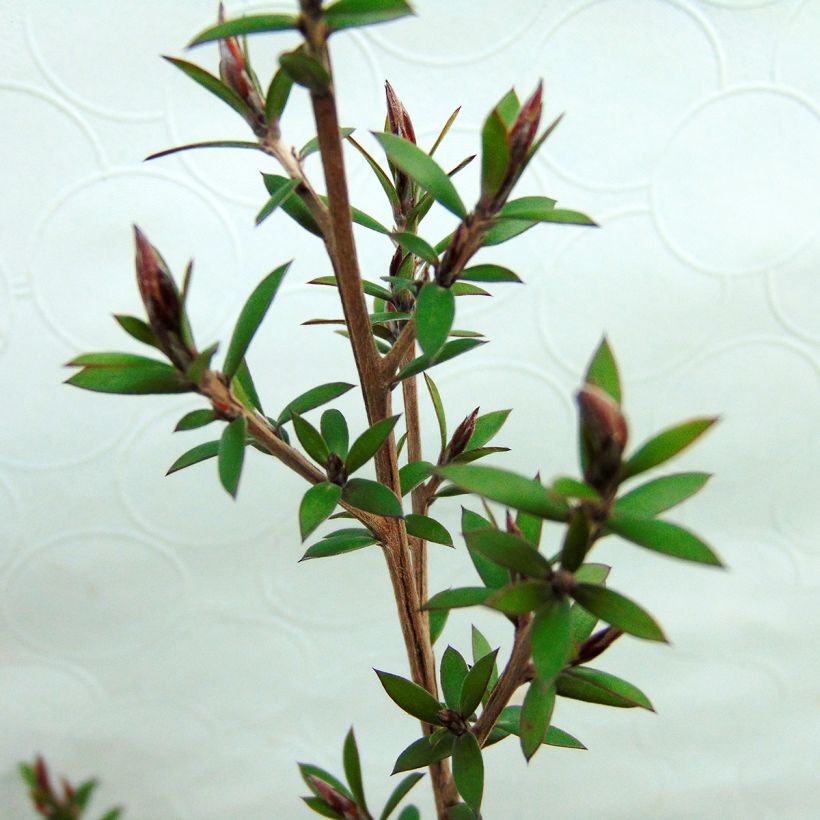 Leptospermum scoparium Red damask - Steinsame (Foliage)