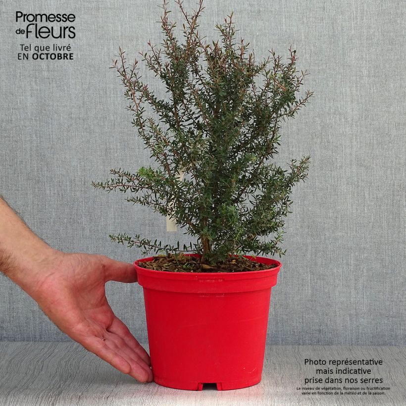 Example of Leptospermum scoparium Red damask - Steinsame Topf mit 3L/4L as you get in automne