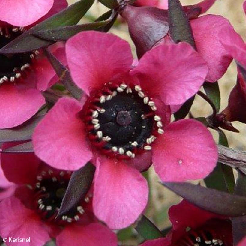 Leptospermum scoparium Red Falls - Steinsame (Flowering)
