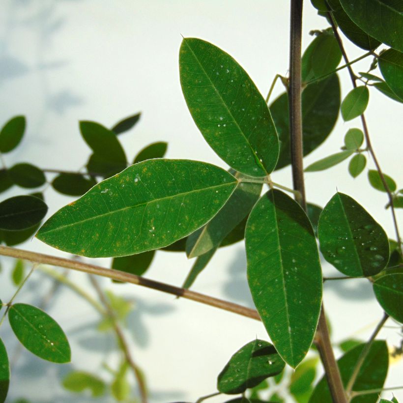 Lespedeza thunbergii - Thunbergs Buschklee (Foliage)