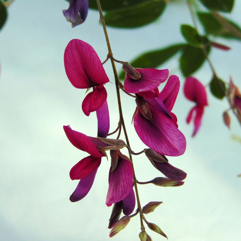 Lespedeza thunbergii - Thunbergs Buschklee (Flowering)