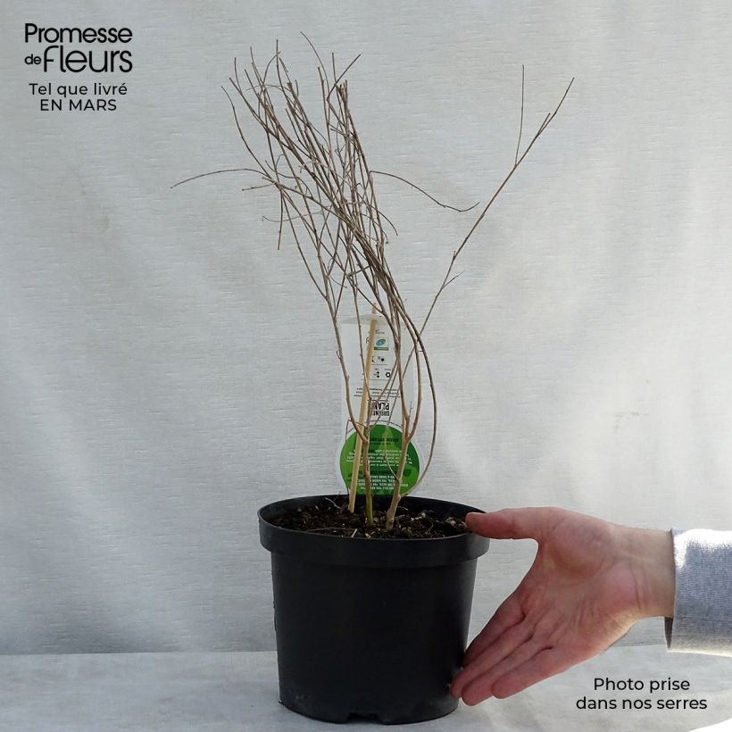 Exemplar von Lespedeza thunbergii - Thunbergs Buschklee Topf mit 2L/3L wie im Frühjahr geliefert