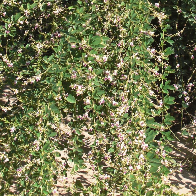 Lespedeza thunbergii Edo-Shibori - Thunbergs Buschklee (Foliage)