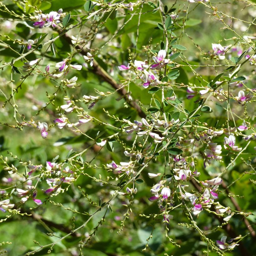 Lespedeza thunbergii Edo-Shibori - Thunbergs Buschklee (Flowering)