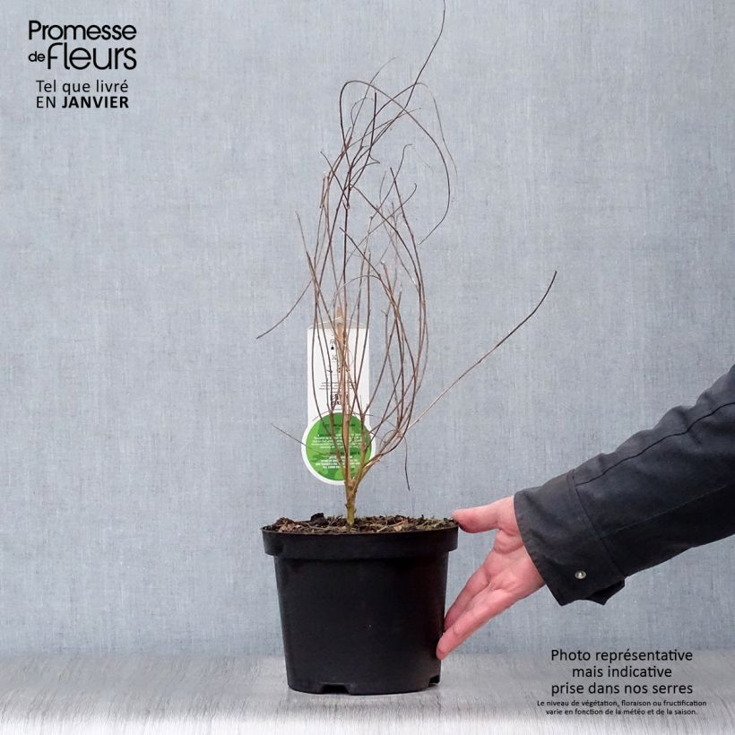 Exemplar von Lespedeza thunbergii - Thunbergs Buschklee Topf mit 2L/3L wie im Winter geliefert