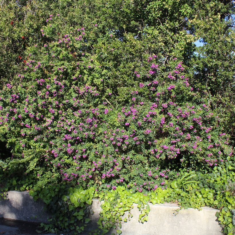 Lespedeza thunbergii - Thunbergs Buschklee (Plant habit)