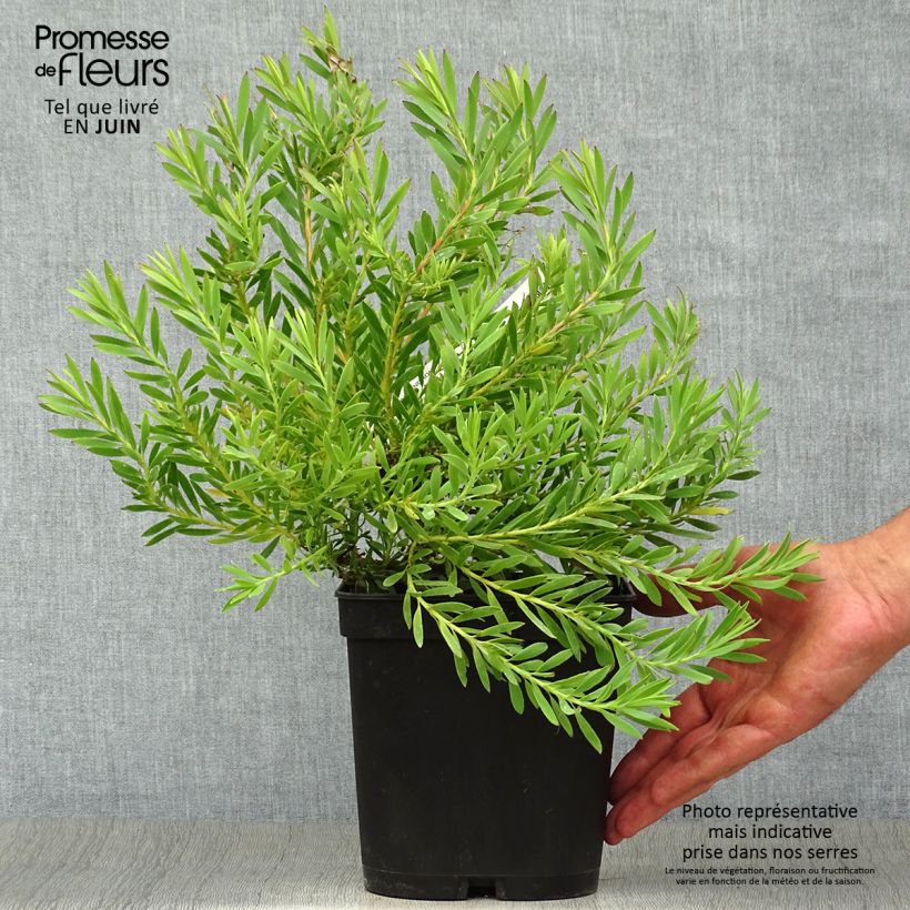 Exemplar von Leucadendron salignum Cheeky Topf mit 3L/4L wie im Sommer geliefert