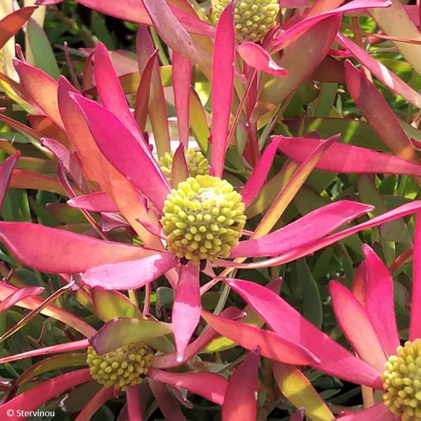 Leucadendron salignum Cheeky (Flowering)